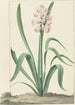 La jacinthe rose Rex Rubrorum - Jan Augustini — Ansicht des Kunstwerks