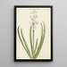 La jacinthe rose et blanche Gloria Florum Suprema - Jan Augustini — quadro incorniciato alla parete