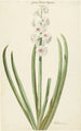 La jacinthe rose et blanche Gloria Florum Suprema - Jan Augustini — vista dell’opera
