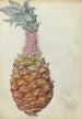 Ananas - Jan Brandes — vista dell’opera