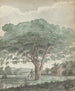 Albero di Ceylon - Jan Brandes — vista dell’opera