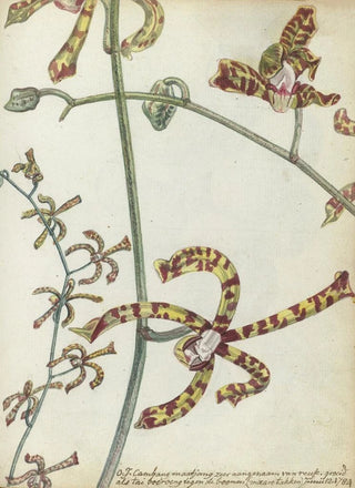 Jan Brandes - Oostindische bloem cambang matjang.webp