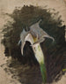 Blume - Jan Cybis — Ansicht des Kunstwerks