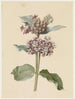 Arten von Asclepias mit Blumen - Jan Jacob Goteling Vinnis — Ansicht des Kunstwerks