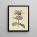 Arten von Asclepias mit Blumen - Jan Jacob Goteling Vinnis — gerahmtes Bild an der Wand