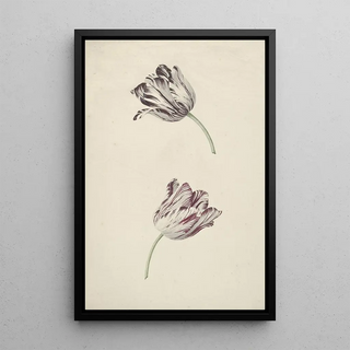 Jan Jansz van der Vinne - Twee witrode tulpen.webp