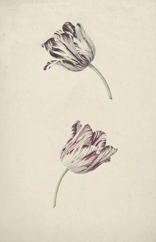 Jan Laurensz van der Vinne - Two Redandwhite Tulips.webp
