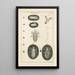 Il libro della natura o L'histoire des insectes Pl01 - Jan Swammerdam — quadro incorniciato alla parete