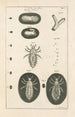 Il libro della natura o L'histoire des insectes Pl01 - Jan Swammerdam — vista dell’opera