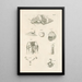 The Book of Nature or L'histoire des insectes Pl04 - Jan Swammerdam — framed artwork on a wall