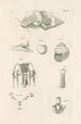 The Book of Nature or L'histoire des insectes Pl04 - Jan Swammerdam — artwork view