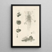 Der Naturbuch oder L'histoire des Insekten Pl06 - Jan Swammerdam — gerahmtes Bild an der Wand