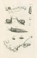 Le livre de la nature ou L'histoire des insectes Pl08 - Jan Swammerdam — Ansicht des Kunstwerks