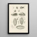 Le livre de la nature ou L'histoire des insectes Pl10 - Jan Swammerdam — gerahmtes Bild an der Wand