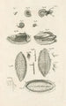 Le livre de la nature ou L'histoire des insectes Pl10 - Jan Swammerdam — Ansicht des Kunstwerks