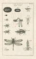Le livre de la nature ou L'histoire des insectes Pl12 - Jan Swammerdam — Ansicht des Kunstwerks