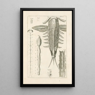 Jan Swammerdam - The book of nature or The history of insects Pl15.webp