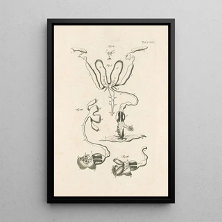 Jan Swammerdam - The book of nature or The history of insects Pl21.webp