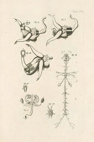 Jan Swammerdam - The book of nature or The history of insects Pl22.webp