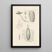 Le livre de la nature ou L'histoire des insectes Pl24 - Jan Swammerdam — quadro incorniciato alla parete
