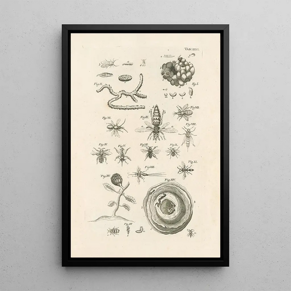 Jan Swammerdam - The book of nature or The history of insects Pl26.webp