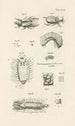 The Book of Nature or L'histoire des insectes Pl27 - Jan Swammerdam — artwork view