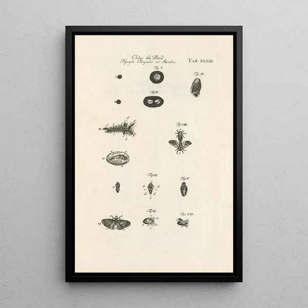 Jan Swammerdam - The book of nature or The history of insects Pl33.webp