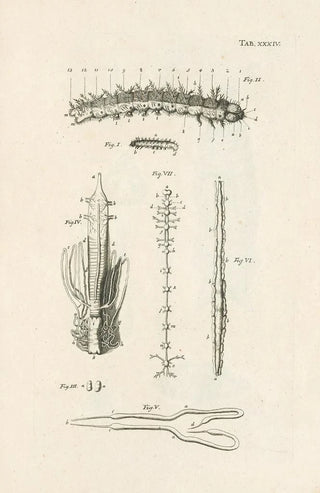 Jan Swammerdam - The book of nature or The history of insects Pl34.webp