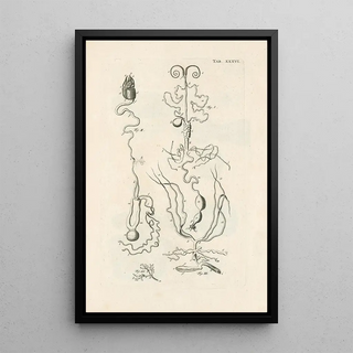 Jan Swammerdam - The book of nature or The history of insects Pl36.webp