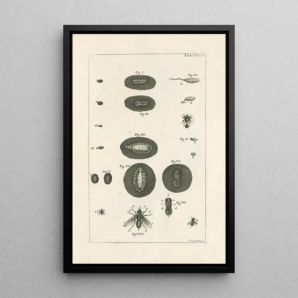 Jan Swammerdam - The book of nature or The history of insects Pl38.webp