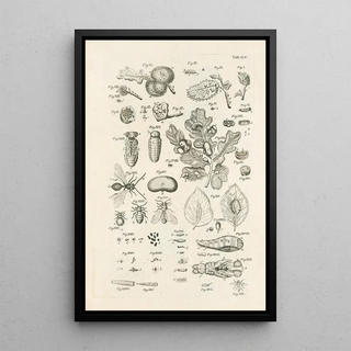 Jan Swammerdam - The book of nature or The history of insects Pl45.webp