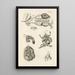 Le livre de la nature ou L'histoire des insectes Pl47 - Jan Swammerdam — gerahmtes Bild an der Wand