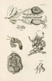 Le livre de la nature ou L'histoire des insectes Pl47 - Jan Swammerdam — Ansicht des Kunstwerks