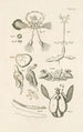 Le livre de la nature ou L'histoire des insectes Pl52 - Jan Swammerdam — Ansicht des Kunstwerks