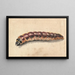 Eine Raupe - Jan Vincentsz van der Vinne — gerahmtes Bild an der Wand