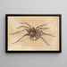 Eine Spinne - Jan Vincentsz van der Vinne — gerahmtes Bild an der Wand