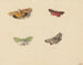 Quatre papillons - Jan Weissenbruch — Ansicht des Kunstwerks