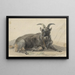 Bouquetin noir couché - Jan van Ravenswaay — gerahmtes Bild an der Wand