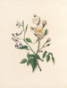 La fête des fleurs Pl11 - Jane Elizabeth Giraud — artwork view