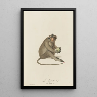 JeanBaptiste Audebert - LAigrette.webp