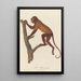 L'Alouate - Jean-Baptiste Audebert — framed artwork on a wall