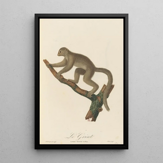 JeanBaptiste Audebert - Le Griset.webp