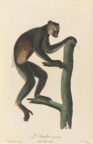 JeanBaptiste Audebert - Le Indri.webp