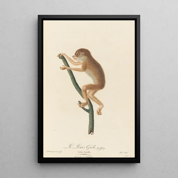 JeanBaptiste Audebert - Le Loris grle.webp