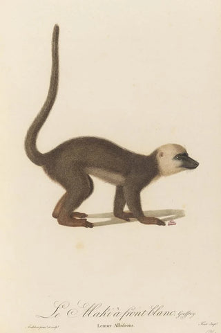 JeanBaptiste Audebert - Le Maki front blanc.webp