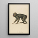 Le Mandrill - Jean-Baptiste Audebert — quadro incorniciato alla parete