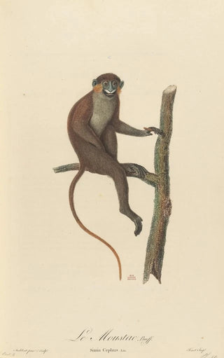 JeanBaptiste Audebert - Le Moustac.webp