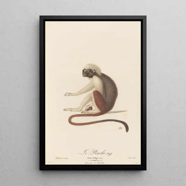 JeanBaptiste Audebert - Le Pinche.webp