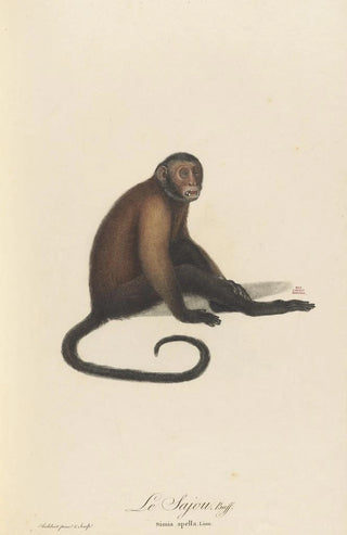 JeanBaptiste Audebert - Le Sajou.webp