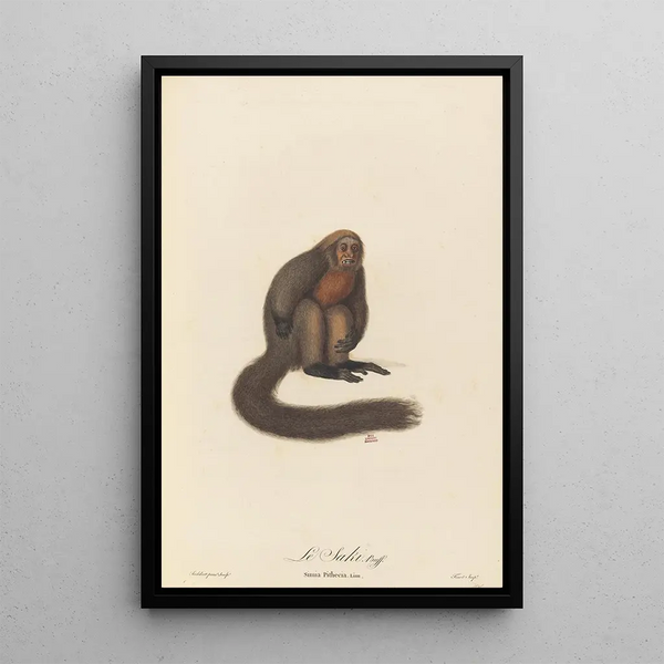 JeanBaptiste Audebert - Le Saki.webp